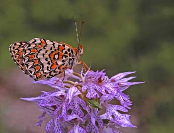 Glanville Fritillary on Orchid