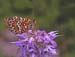 Glanville Fritillary on Orchid